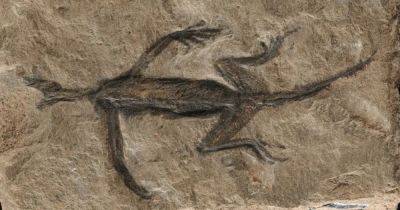 Что не так с окаменелостью ящерицы возрастом 280 млн лет: в ней нашли лак и краску - focus.ua