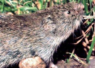 Зоологи обнаружили баварскую полевку, мышь считалась вымершей 60 лет - novostiua.net - Австрия - Германия - Эквадор