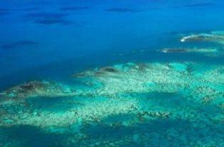 На Земле больше коралловых рифов, чем считалось ранее - novostiua.net