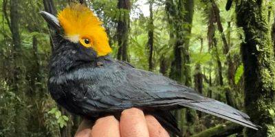 Ученые впервые сфотографировали «затерянную птицу» лесов Конго - tech.onliner.by - США - Конго