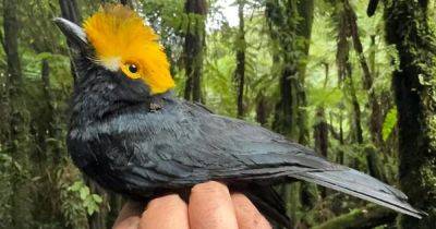 В черном шлеме с оранжевым хохолком: сделано первое в мире фото птицы, которую не видели 20 лет - focus.ua - Конго