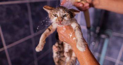 Носят крохотный душ с собой. Ученые рассказали, нужно ли купать домашних кошек - focus.ua
