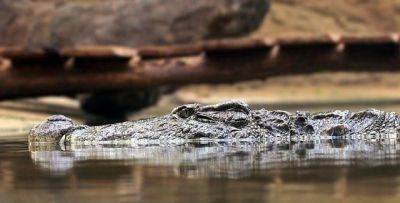 В желудке редкого белого аллигатора нашли 70 монет - cursorinfo.co.il - США - штат Небраска