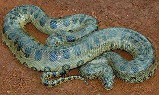 В Амазонке обнаружен новый гигантский вид змей - novostiua.net - Англия - Австралия - Эквадор