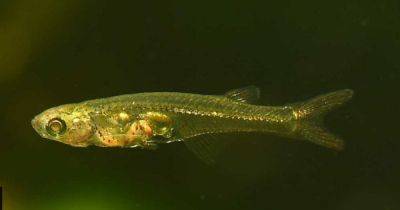 Дебошир подводного мира: самая громкая рыба длиной 12 мм кричит на громкости 140 децибел (видео) - focus.ua - Берлин