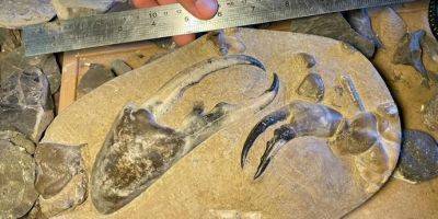Самой большой ископаемой клешне краба оказалось почти 9 миллионов лет - tech.onliner.by - Новая Зеландия
