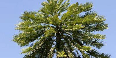 «Застывшее во времени» на 66 миллионов лет дерево высадят в секретных локациях - tech.onliner.by - Австралия