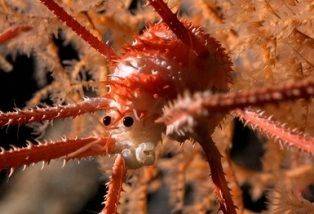 Ученые обнаружили 100 неизвестных видов морской флоры и фауны - novostiua.net