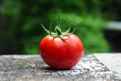 Защита от рака и болезней сердца - названы причины ежедневно есть помидоры - cursorinfo.co.il