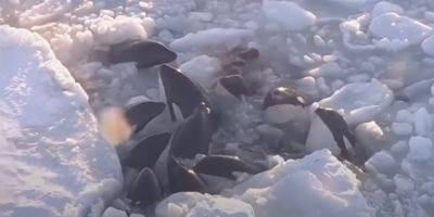 На видео показали, как застрявшим во льдах косаткам удалось спастись - tech.onliner.by - Япония