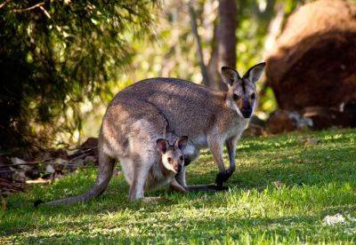 Стивен Роуч - В Австралии десятки кенгуру вторглись в гольф-клуб, устроив хаос – видео - cursorinfo.co.il - Австралия - Мельбурн