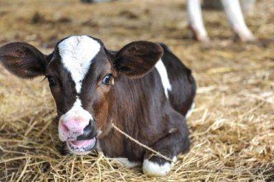 На ферме в США родился теленок с редкой мутацией – видео - cursorinfo.co.il - США - штат Луизиана - штат Вермонт