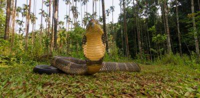 SLYG - Биологи приблизились к созданию универсального противоядия от змеиных укусов - habr.com