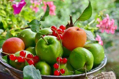 Названы семь плодов, которые эффективно ускоряют метаболизм - cursorinfo.co.il