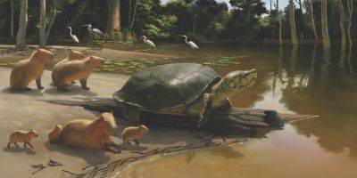 Стивен Кинг - Ученые нашли останки древней черепахи. Ее назвали в честь персонажа Стивена Кинга - tech.onliner.by - Бразилия - шт. Джорджия