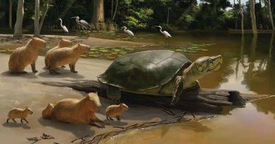 Стивен Кинг - Массивная челюсть и громадный панцырь: ученые обнаружили останки древней черепахи - focus.ua - Боливия