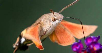 Мнит себя колибри: крохотный мотылек с гигантским ртом машет крыльями со скоростью 85 раз в секунду - focus.ua - Германия