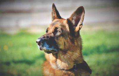Как живет самая богатая собака в мире - фото - cursorinfo.co.il