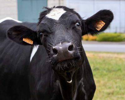 Ученые скрестили корову с ДНК человека - cursorinfo.co.il - шт. Иллинойс - Сан-Паулу