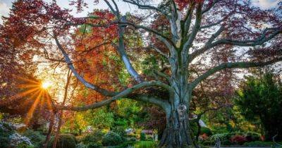Польское 200-летнее "Сердце сада" в третий раз стало самым красивым деревом Европы (фото) - focus.ua - Англия - Италия - Португалия