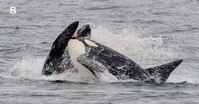 Гнусные хищники в океане: ученые назвали самые жестокие методы охоты косаток (фото) - focus.ua - Гибралтар