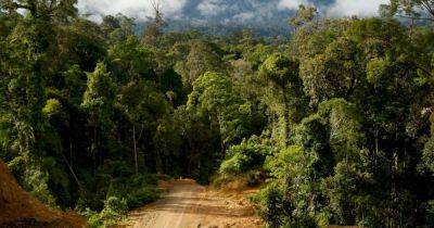 Эвкалиптовым лесам Тасмании грозит уничтожение: они очищают наш воздух от углекислого газа - focus.ua