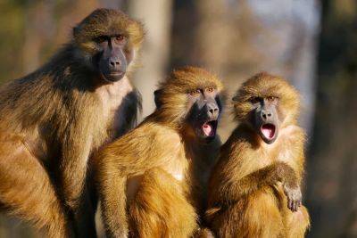 У обезьян заметили чувство юмора – какие у них шутки (видео) - cursorinfo.co.il