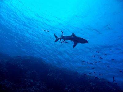 Ученые случайно обнаружили редчайший вид акул в океане - видео - cursorinfo.co.il - Россия - Эмираты