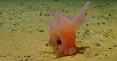 На дне океана найдены "Свинки Барби": ходят на цыпочках среди клубней картошки (видео) - focus.ua - Лондон