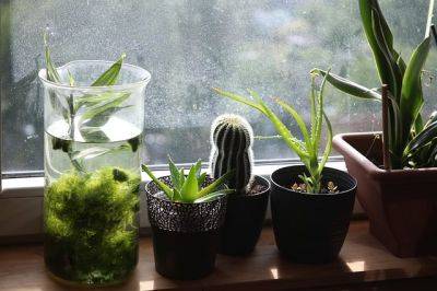 5 комнатных растений, которые улучшат ваше здоровье - cursorinfo.co.il