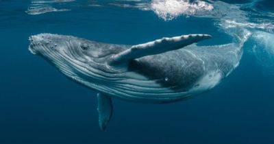 В Тихом океане китов и людей уравняли в правах: на кого животные смогут подать в суд - focus.ua - Новая Зеландия - Тонга