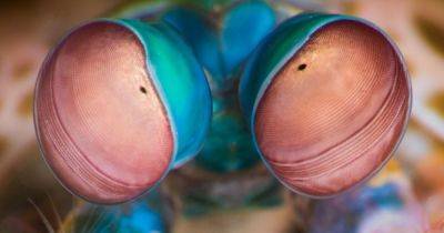 Взглянуть на мир глазами каракатицы: как разные животные на Земле видят окружающую среду (фото) - focus.ua