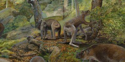 Ученые: 40 тысяч лет назад по Земле скакали кенгуру-гиганты - tech.onliner.by - Австралия