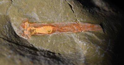 Жили на 25 млн лет дольше: древние черви опровергли теорию ученых о возникновении жизни - focus.ua
