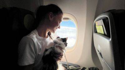 denis19 - «Аэрофлот» запустил на всех рейсах услугу перевозки животных в контейнере на соседнем пассажирском кресле - habr.com - Россия