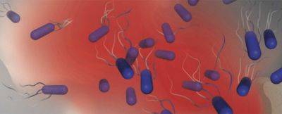 Биологи обнаружили, что некоторые бактерии ведут себя как «вампиры» - habr.com - штат Вашингтон - штат Орегон