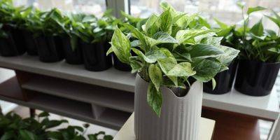 Растения могут очищать воздух в 30 раз лучше. Все из-за специальных микробов - tech.onliner.by