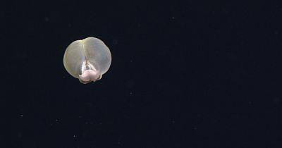 Ученые показали необычного обитателя морской бездны: его назвали в честь свиного зада и на то есть причины (фото, видео) - telegraf.com.ua - США - шт. Калифорния