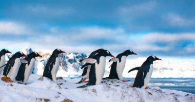 Пингвины и другие жители Антарктиды под угрозой вымирания: ученые бью тревогу - telegraf.com.ua - Франция - Антарктида - Чили - Экология
