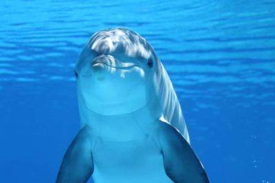 Дельфин более 10 лет жил с морскими свиньями и «заговорил» на их языке - cursorinfo.co.il