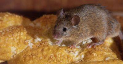 Ученые создали эмбрион мыши с шестью ногами: он может помочь в борьбе с раком - telegraf.com.ua - Португалия
