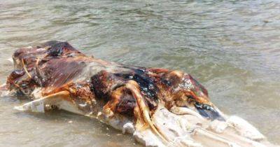 Огромный глобстер: на пляж в Малайзии выбросило загадочное морское существо (фото) - focus.ua - Малайзия