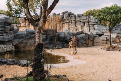 Британка в зоопарке чуть не лишилась пальца, который перепутали с орехом – видео - cursorinfo.co.il - Англия - Лондон - Марокко