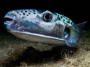Выловлена самая ядовитая рыба в мире - novostiua.net - Хорватия - Ирландия