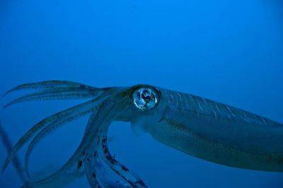 Уникального кальмара зафиксировали ученые на глубине более километра — видео - cursorinfo.co.il