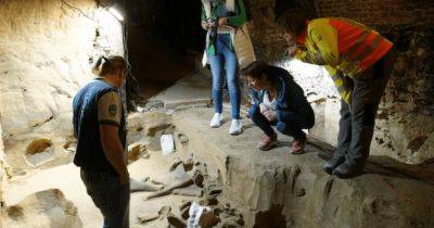 Кости пролежали 30-40 млн лет: винодел из Австрии случайно случайно нашел невероятный "клад" (фото) - telegraf.com.ua - Австрия - Вена