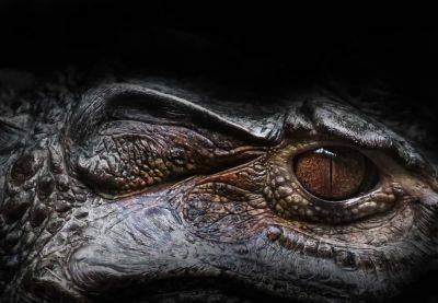 Необычного предка крокодила нашли ученые на юге США - cursorinfo.co.il - США - Техас - Австралия - Западная