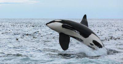 Все как у людей: ученые выяснили, почему "киты-убийцы" устроили "охоту" на яхты - telegraf.com.ua - Испания - Португалия