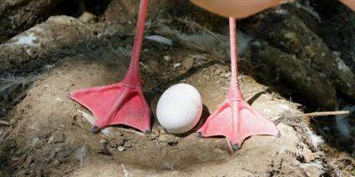 «Невезучая в любви» самка фламинго отложила первое в своей жизни яйцо в 70 лет - tech.onliner.by - Англия