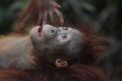 Ученые рассказали, как орангутаны занимаются самолечением - cursorinfo.co.il - Индонезия